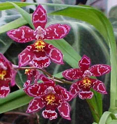 Wilsonara Kolibri